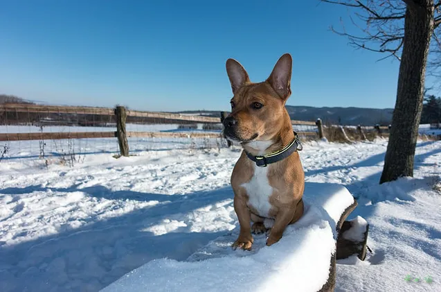 Frengle Hound